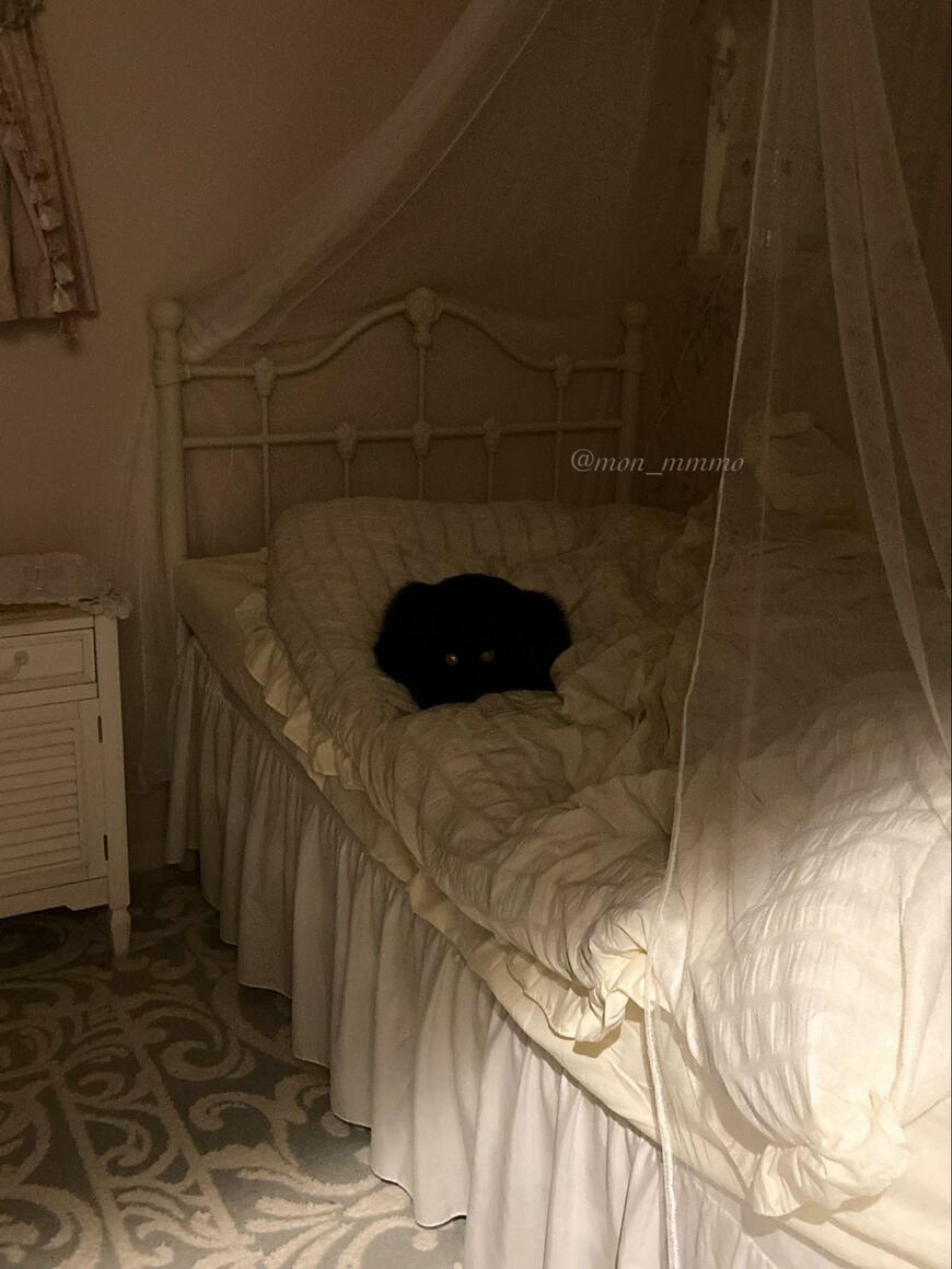 ベッドの上の黒猫