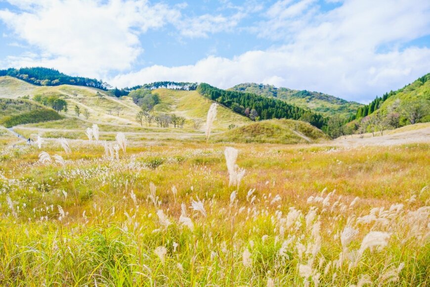 秋の砥峰高原