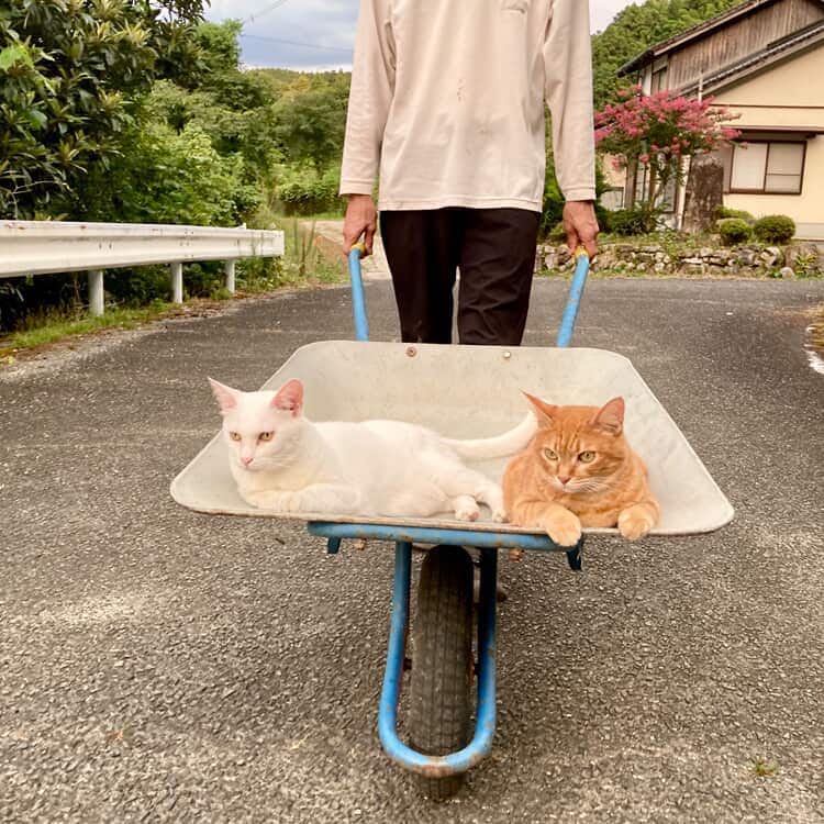 リラックスしている様子の2匹
