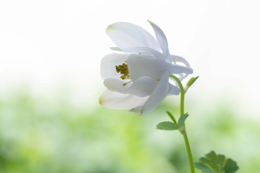 キンポウゲ科の多年草ミヤマオダマキの白い花が咲いている