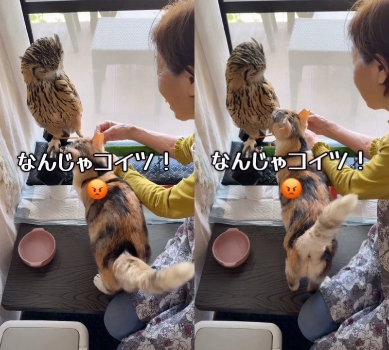 投稿動画のワンシーン