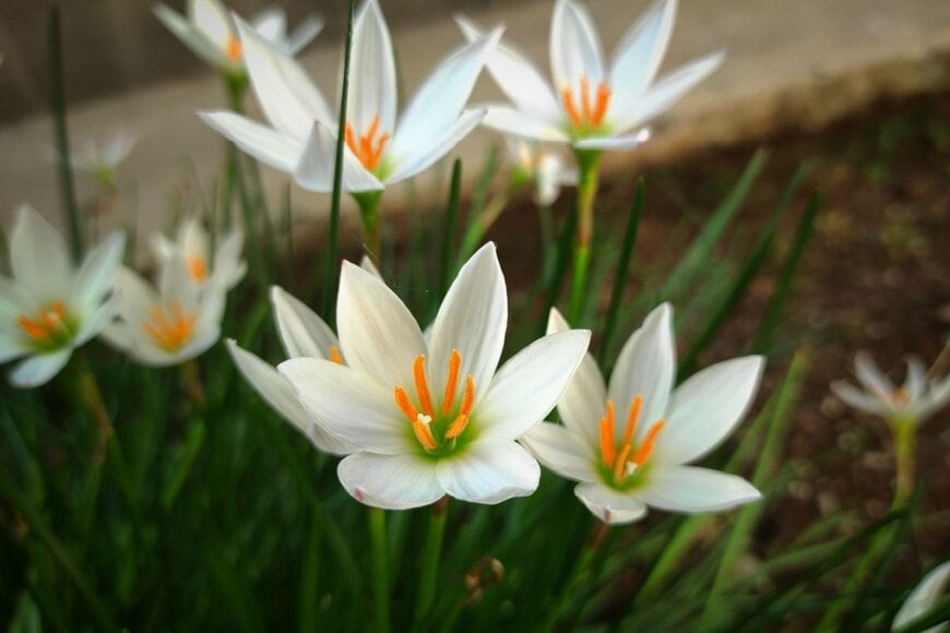 オレンジの花芯に白い花弁の、ゼフィランサスの花々