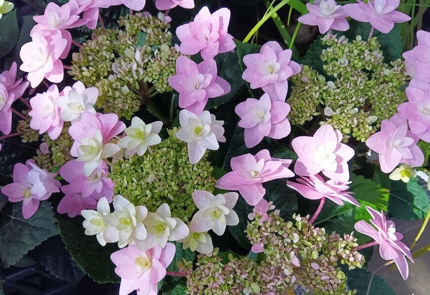 白とピンクの花を咲かせている、春よ恋