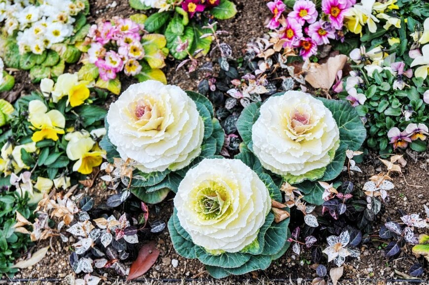 代替キャプション（alt）：白い葉牡丹、ピンクのプリムラ、ハツユキカズラなどが植えられている花壇