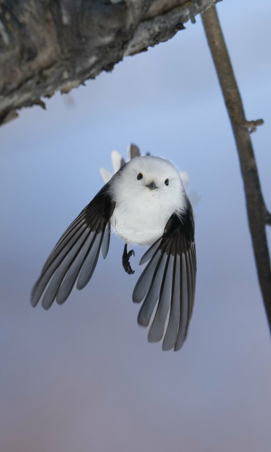 飛翔するシマエナガ