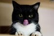 【満足顔の猫ちゃん】食事中はご機嫌スマイル→食後の「のしのし」した姿とのギャップがたまらん