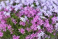 【多年草ガーデニング】この春植えたい多年草おすすめ7選。植えっぱなしで毎年オシャレな花が咲く