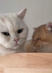 【完全にコピペ】イケオジ猫と子猫ちゃん　ふと見せた驚くほどそっくりな顔に思わず二度見