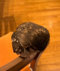 【下を向くフクロウ】どうしたの？→可愛い姿に大反響「1番かわいいブルブル」