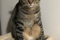 ヤンキー座りの保護猫さん　気まずくなっちゃう視線のワケに和む