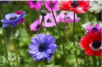 【ガーデニング】多年草・定番6選。植えっぱなしでもお洒落＆初心者でも育てやすい