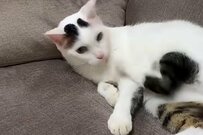 荒ぶりが止まらない猫ちゃんが「予想外の行動」に…　あまりの激しさに思わず目を疑う