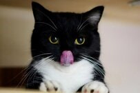 【満足顔の猫ちゃん】食事中はご機嫌スマイル→食後の「のしのし」した姿とのギャップがたまらん