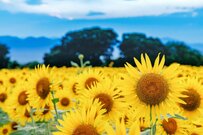 神奈川県座間市にあるひまわり畑を撮影　思わぬジブリの世界観に「たしかにトトロ」「これはお見事」