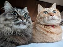 【おててないない】親子猫のシンクロポーズが可愛すぎる！仲良しな様子にホッコリ