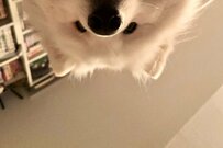 飼い主を覗き込むサモエド犬の姿に「これはずるい」の声