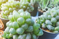 【多肉ガーデニング】ユニークなフォルムに魅せられて…《癒される多肉植物》おすすめ3選