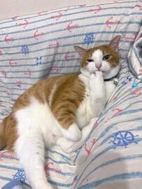 まるで人間！？指を咥えておねだりする猫ちゃんが可愛すぎる！