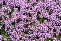 雑草対策に【成長早いグランドカバー】かわいい花咲く多年草4選！日陰や踏み付けに強い植物も