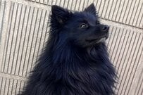 「夫婦で撮影」した2枚のポメラニアンの写真を比較　同じ犬とは思えない仕上がりに「かわいい」「笑顔になれる」