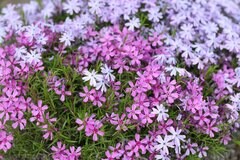 【多年草ガーデニング】この春植えたい多年草おすすめ7選。植えっぱなしで毎年オシャレな花が咲く