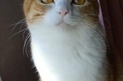 橋本環奈さんに激似な保護猫さん、SNS大騒ぎ【1.7万バズ】