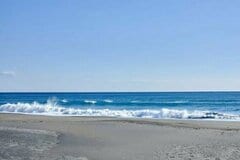 浜辺で発見した「ガラス細工のような生物」に思わず目を疑う　その正体に「大きくてびっくり」