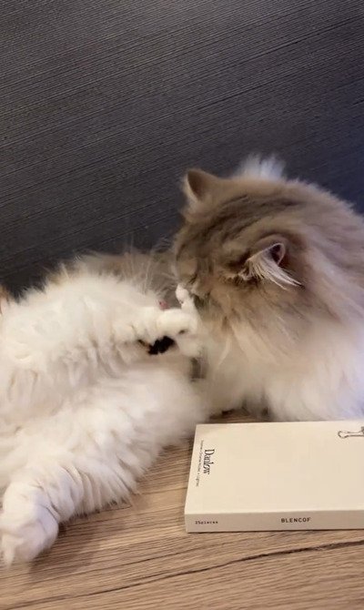猫パンチするも、手が届かない猫のほっけちゃん