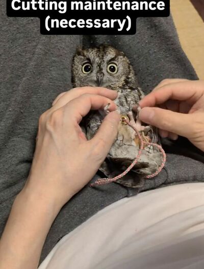 投稿動画のワンシーン