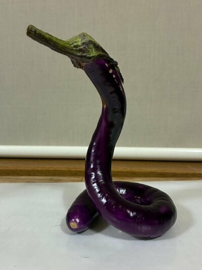 ナスノオトシゴ