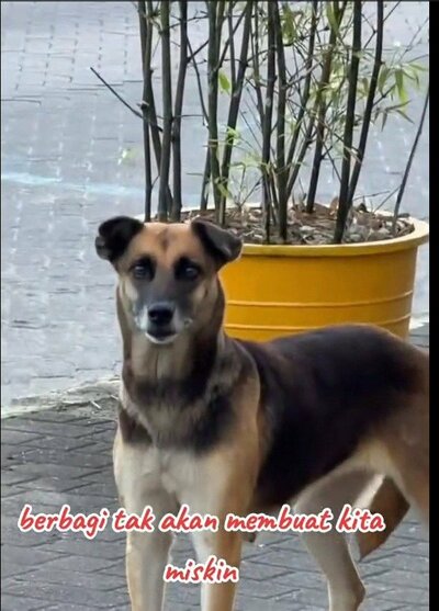空腹に耐えながら食べ物を見つめる野良犬