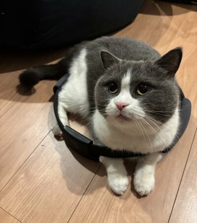 リングフィットに“フィット”