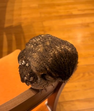【下を向くフクロウ】どうしたの？→可愛い姿に大反響「1番かわいいブルブル」