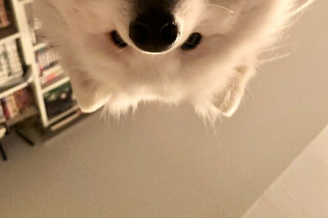飼い主を覗き込むサモエド犬の姿に「これはずるい」の声