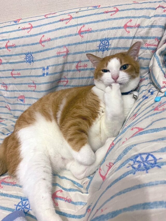 まるで人間！？指を咥えておねだりする猫ちゃんが可愛すぎる！