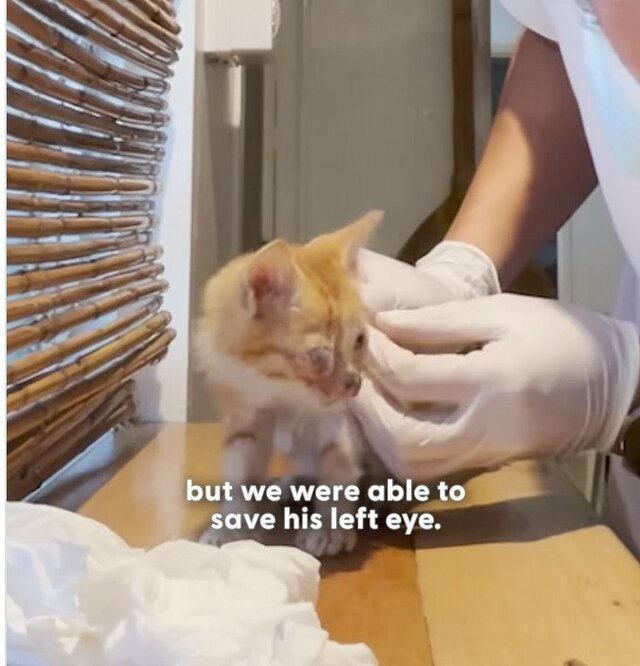 目の不自由な野良猫を保護　新しい家族の元で幸せに暮らす姿に感動「素敵な家族に出会えてよかった」