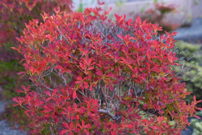 「ドウダンツツジ」undefined undefined/istockphoto.com