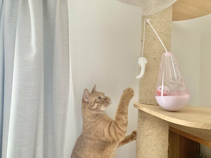 キャットタワーに置かれたおきあがりこぼし