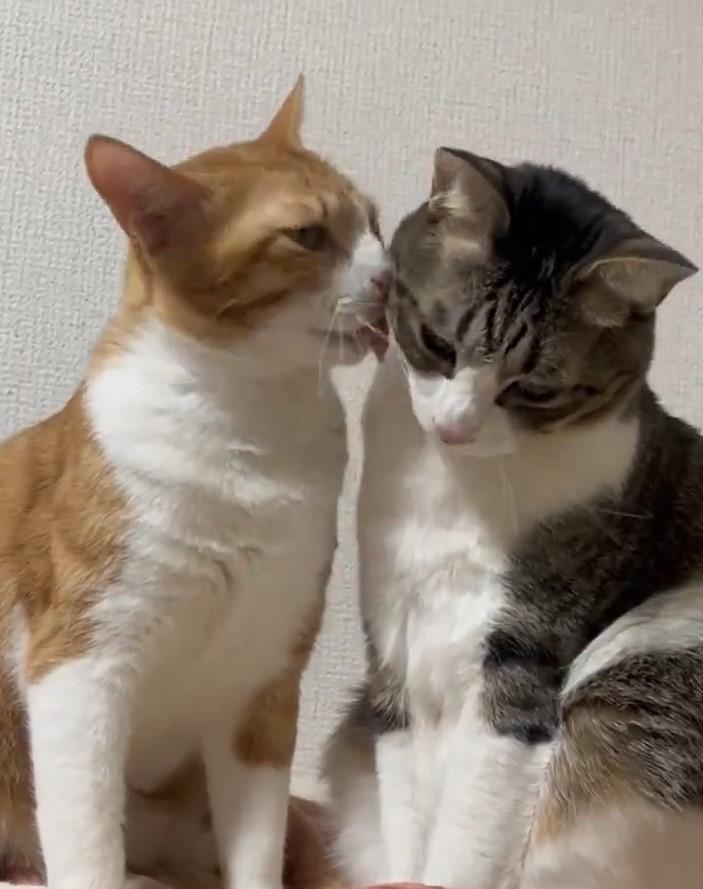 出所：@Neko2Obasan