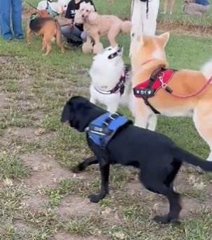 出所：@Livewithhusky