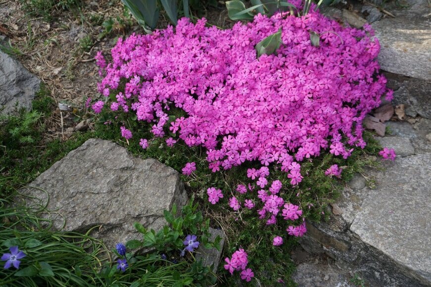 poupine/shutterstock.com