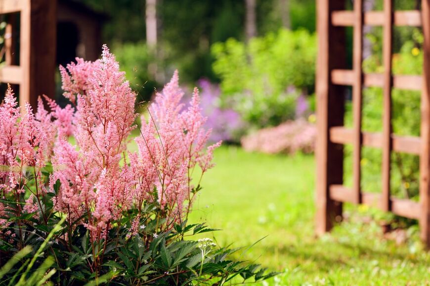 【植えっぱなしでローメンテ】毎年オシャレな花が咲く「宿根草」厳選3種！今が植えどきです