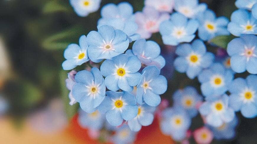 出所：PROVEN WINNERS（R）公式　ミオソティス ミオマルク（勿忘草）