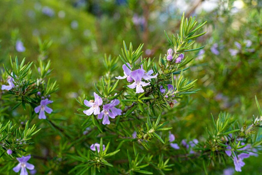 icebergpicture/istock.com