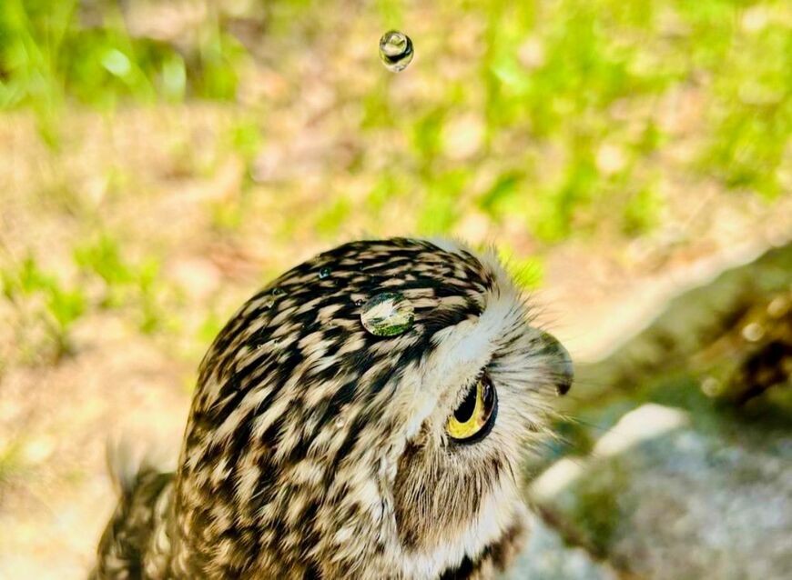 【水滴とフクロウ】頭上に落ちた水滴が宝石みたいに輝いて…涼しげな様子にうっとり