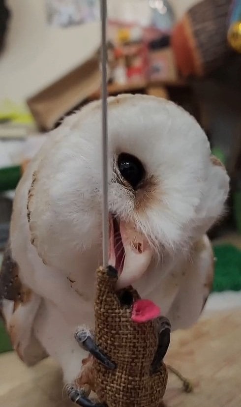 猫じゃらしに夢中なフクロウさん、次の瞬間…まさかの展開に癒される人が続出