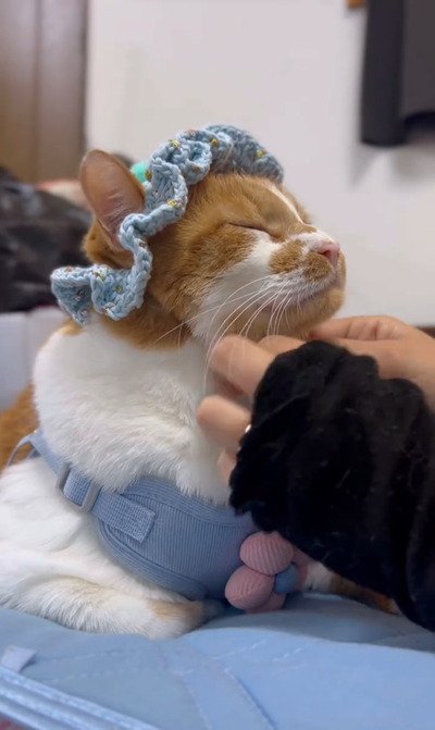 出所：＠monburan_sanpo