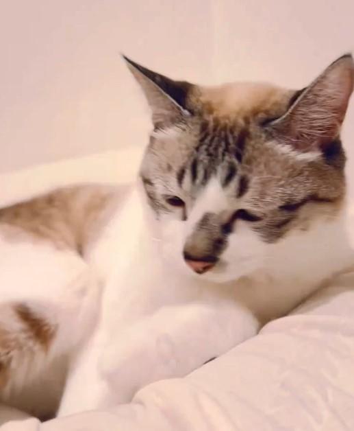 出所：@piennekomint