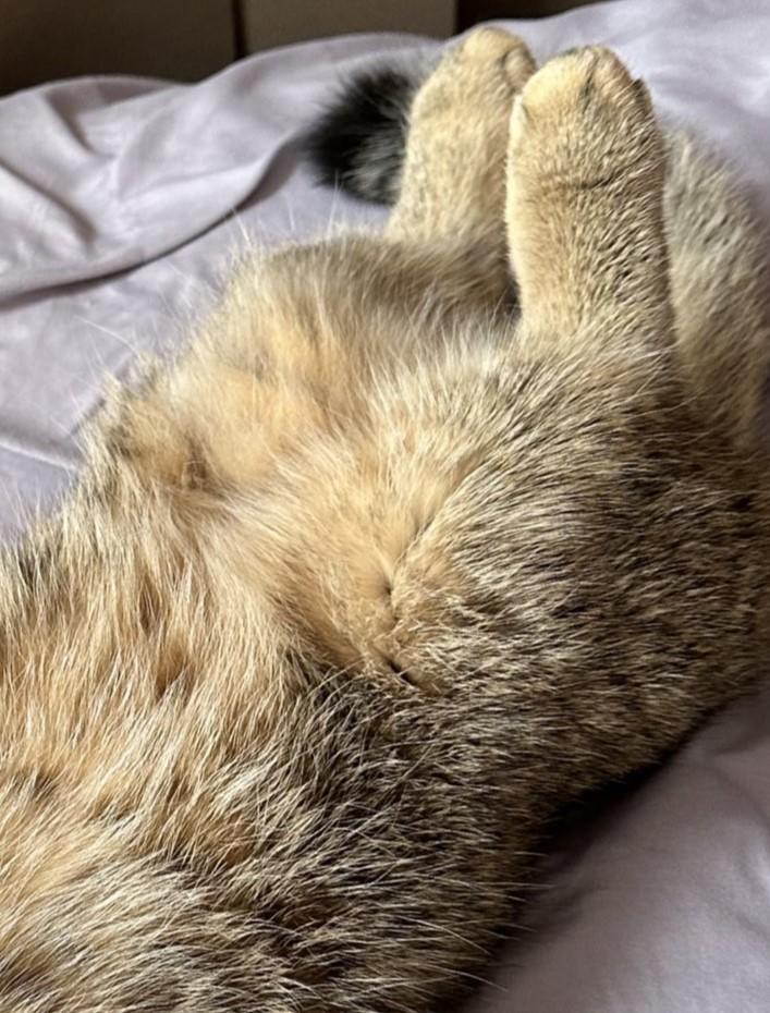 出所：@ponpokopontanu