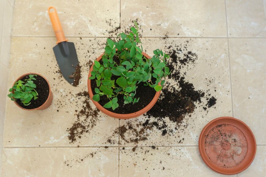 Stanislava Yaneva/shutterstock.com